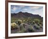 Carnegiea Gigantea, Saguaro Cacti, Hieroglyphic Trail, Lost Dutchman State Park, Arizona, Usa-Rainer Mirau-Framed Photographic Print