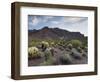 Carnegiea Gigantea, Saguaro Cacti, Hieroglyphic Trail, Lost Dutchman State Park, Arizona, Usa-Rainer Mirau-Framed Photographic Print