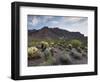 Carnegiea Gigantea, Saguaro Cacti, Hieroglyphic Trail, Lost Dutchman State Park, Arizona, Usa-Rainer Mirau-Framed Photographic Print