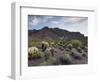 Carnegiea Gigantea, Saguaro Cacti, Hieroglyphic Trail, Lost Dutchman State Park, Arizona, Usa-Rainer Mirau-Framed Photographic Print