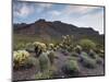 Carnegiea Gigantea, Saguaro Cacti, Hieroglyphic Trail, Lost Dutchman State Park, Arizona, Usa-Rainer Mirau-Mounted Photographic Print