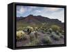 Carnegiea Gigantea, Saguaro Cacti, Hieroglyphic Trail, Lost Dutchman State Park, Arizona, Usa-Rainer Mirau-Framed Stretched Canvas