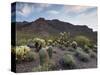 Carnegiea Gigantea, Saguaro Cacti, Hieroglyphic Trail, Lost Dutchman State Park, Arizona, Usa-Rainer Mirau-Stretched Canvas