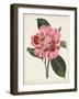 Carnelian Blooms I-Curtis-Framed Art Print