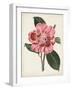 Carnelian Blooms I-Curtis-Framed Art Print