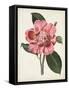 Carnelian Blooms I-Curtis-Framed Stretched Canvas