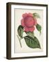 Carnelian Blooms II-Curtis-Framed Art Print