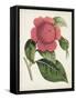 Carnelian Blooms II-Curtis-Framed Stretched Canvas