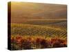 Carneros Ava. Scenic, Carneros, Napa Valley, California-Karen Muschenetz-Stretched Canvas