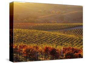 Carneros Ava. Scenic, Carneros, Napa Valley, California-Karen Muschenetz-Stretched Canvas