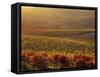 Carneros Ava. Scenic, Carneros, Napa Valley, California-Karen Muschenetz-Framed Stretched Canvas