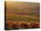 Carneros Ava. Scenic, Carneros, Napa Valley, California-Karen Muschenetz-Stretched Canvas