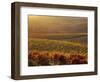 Carneros Ava. Scenic, Carneros, Napa Valley, California-Karen Muschenetz-Framed Photographic Print