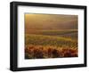 Carneros Ava. Scenic, Carneros, Napa Valley, California-Karen Muschenetz-Framed Photographic Print