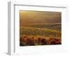 Carneros Ava. Scenic, Carneros, Napa Valley, California-Karen Muschenetz-Framed Photographic Print