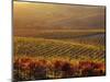 Carneros Ava. Scenic, Carneros, Napa Valley, California-Karen Muschenetz-Mounted Photographic Print