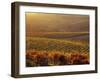 Carneros Ava. Scenic, Carneros, Napa Valley, California-Karen Muschenetz-Framed Photographic Print