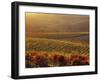 Carneros Ava. Scenic, Carneros, Napa Valley, California-Karen Muschenetz-Framed Photographic Print