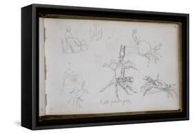 Carnet de croquis : études de crabe-William Adolphe Bouguereau-Framed Stretched Canvas