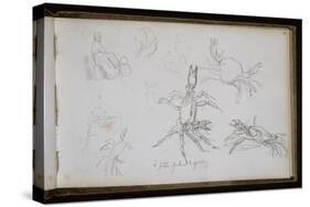 Carnet de croquis : études de crabe-William Adolphe Bouguereau-Stretched Canvas