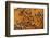 Carniolan honey bees, Santa Giustina, Belluno, Italy-Carlo Morucchio-Framed Photographic Print