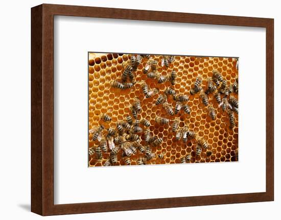 Carniolan honey bees, Santa Giustina, Belluno, Italy-Carlo Morucchio-Framed Photographic Print