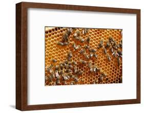 Carniolan honey bees, Santa Giustina, Belluno, Italy-Carlo Morucchio-Framed Photographic Print