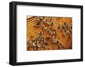 Carniolan honey bees, Santa Giustina, Belluno, Italy-Carlo Morucchio-Framed Photographic Print