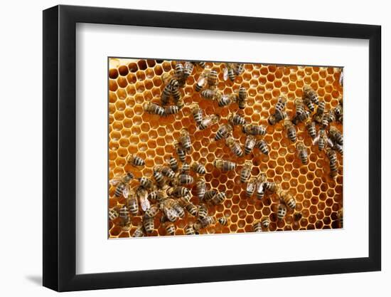 Carniolan honey bees, Santa Giustina, Belluno, Italy-Carlo Morucchio-Framed Photographic Print