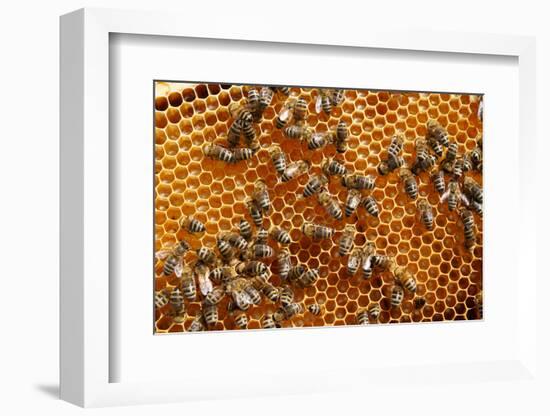 Carniolan honey bees, Santa Giustina, Belluno, Italy-Carlo Morucchio-Framed Photographic Print