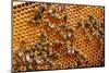 Carniolan honey bees, Santa Giustina, Belluno, Italy-Carlo Morucchio-Mounted Photographic Print