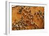 Carniolan honey bees, Santa Giustina, Belluno, Italy-Carlo Morucchio-Framed Photographic Print