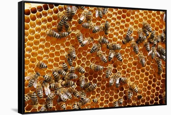 Carniolan honey bees, Santa Giustina, Belluno, Italy-Carlo Morucchio-Framed Stretched Canvas