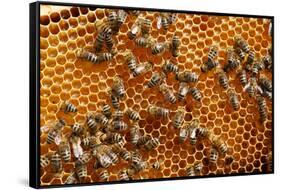 Carniolan honey bees, Santa Giustina, Belluno, Italy-Carlo Morucchio-Framed Stretched Canvas