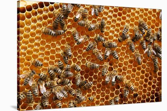 Carniolan honey bees, Santa Giustina, Belluno, Italy-Carlo Morucchio-Stretched Canvas