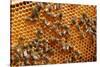 Carniolan honey bees, Santa Giustina, Belluno, Italy-Carlo Morucchio-Stretched Canvas