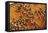 Carniolan honey bees, Santa Giustina, Belluno, Italy-Carlo Morucchio-Framed Stretched Canvas