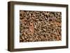 Carniolan honey bees, Santa Giustina, Belluno, Italy-Carlo Morucchio-Framed Photographic Print