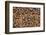 Carniolan honey bees, Santa Giustina, Belluno, Italy-Carlo Morucchio-Framed Photographic Print