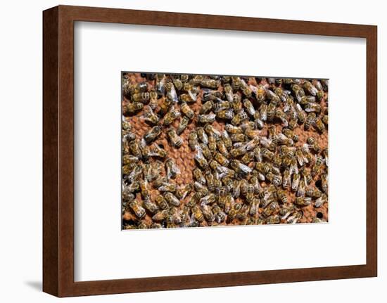 Carniolan honey bees, Santa Giustina, Belluno, Italy-Carlo Morucchio-Framed Photographic Print