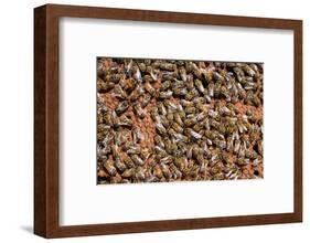 Carniolan honey bees, Santa Giustina, Belluno, Italy-Carlo Morucchio-Framed Photographic Print