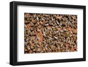 Carniolan honey bees, Santa Giustina, Belluno, Italy-Carlo Morucchio-Framed Photographic Print