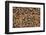 Carniolan honey bees, Santa Giustina, Belluno, Italy-Carlo Morucchio-Framed Photographic Print