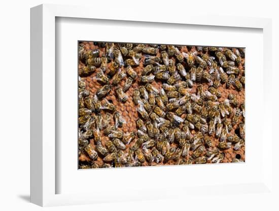 Carniolan honey bees, Santa Giustina, Belluno, Italy-Carlo Morucchio-Framed Photographic Print