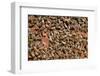 Carniolan honey bees, Santa Giustina, Belluno, Italy-Carlo Morucchio-Framed Photographic Print