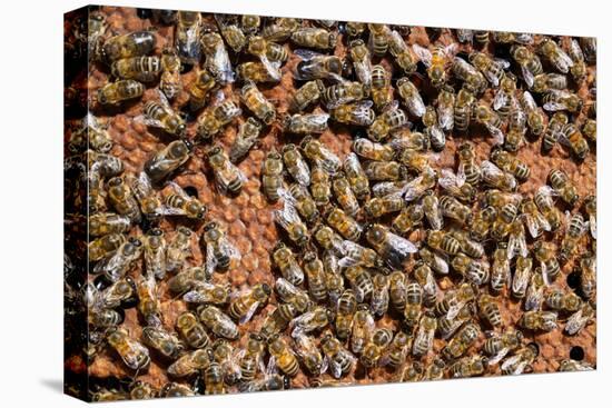 Carniolan honey bees, Santa Giustina, Belluno, Italy-Carlo Morucchio-Stretched Canvas