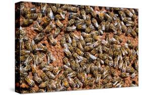 Carniolan honey bees, Santa Giustina, Belluno, Italy-Carlo Morucchio-Stretched Canvas