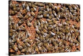 Carniolan honey bees, Santa Giustina, Belluno, Italy-Carlo Morucchio-Stretched Canvas