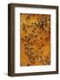 Carniolan honey bees, Santa Giustina, Belluno, Italy-Carlo Morucchio-Framed Photographic Print