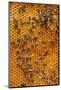 Carniolan honey bees, Santa Giustina, Belluno, Italy-Carlo Morucchio-Mounted Photographic Print